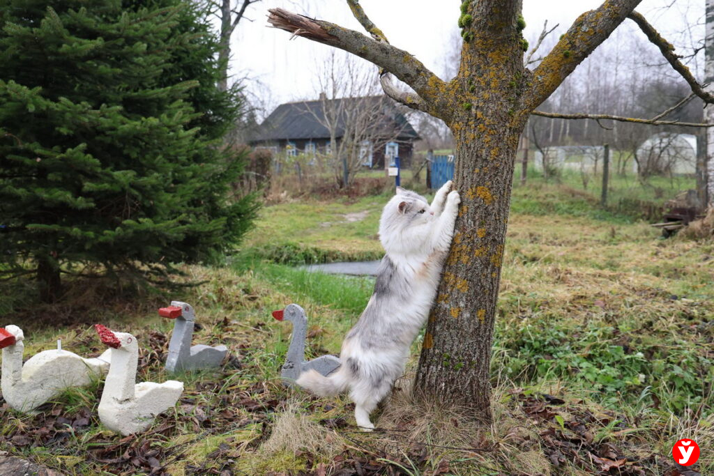 Фотофакт: магия белорусской осени в объективе