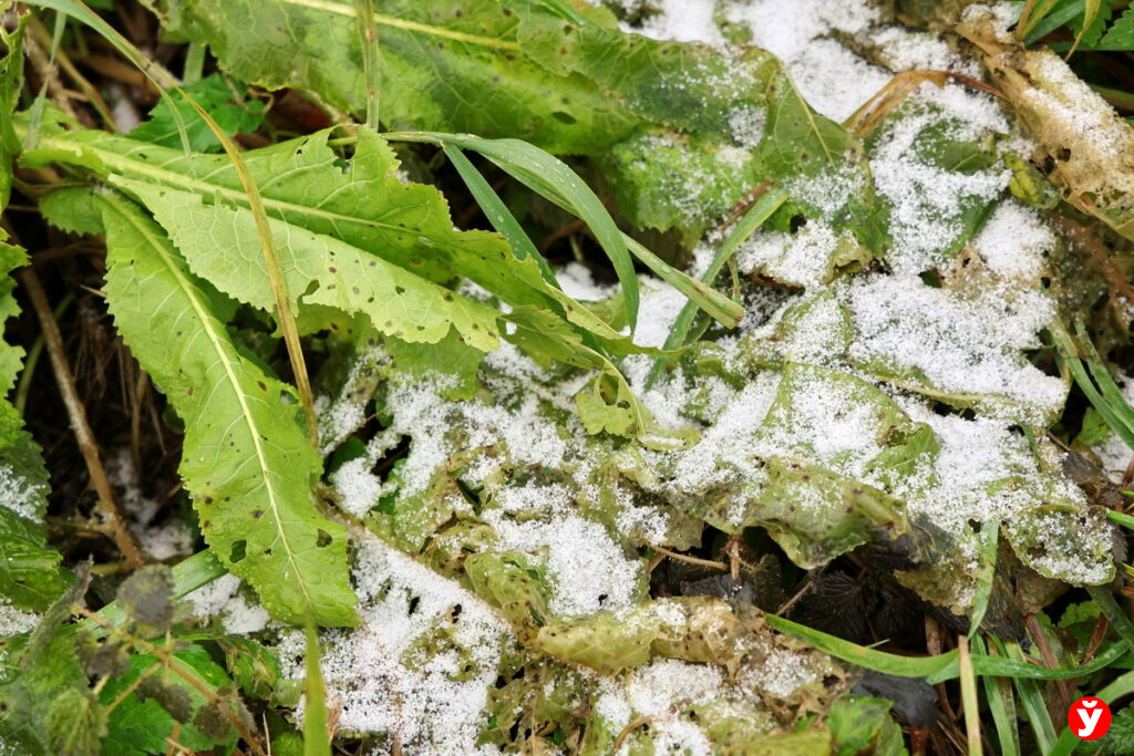 Погода на пятницу — ждать ли снег в Беларуси?
