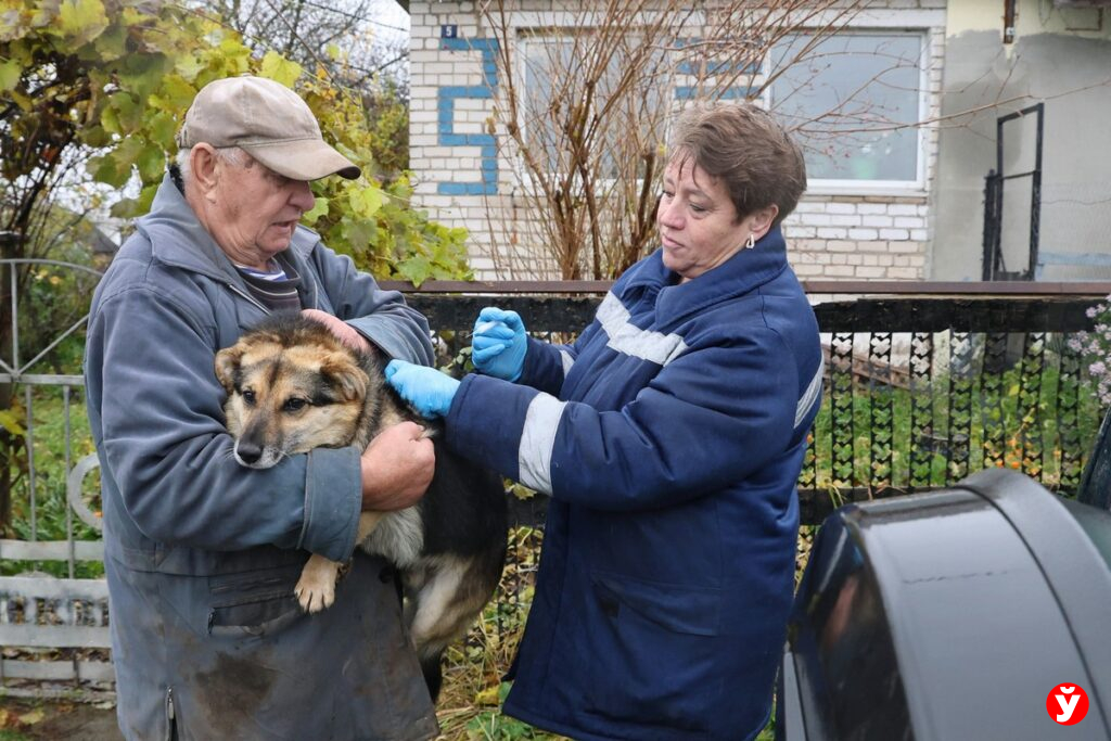 Вакцинация животных от бешенства в Дзержинском районе: выгодно и с выездом ветврача на село
