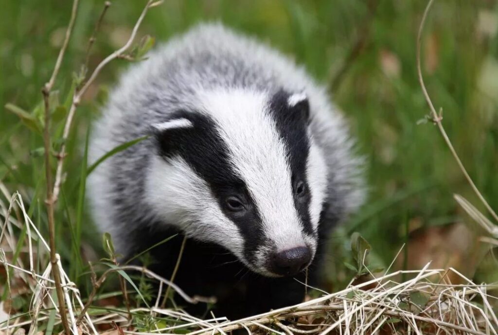 Охота на краснокнижных зверей: полоцкий браконьер попался с тремя тушами барсуков