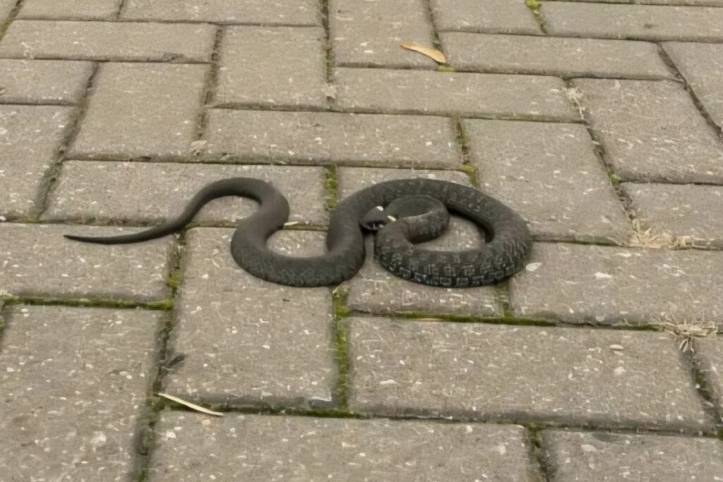 Змеи в ноябре? В белорусских городах стали замечать неожиданных гостей