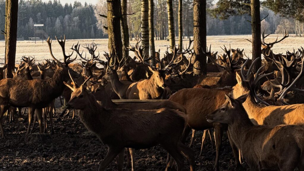 Сафари-туры к оленям организуют на Нарочи — как туда попасть туристу
