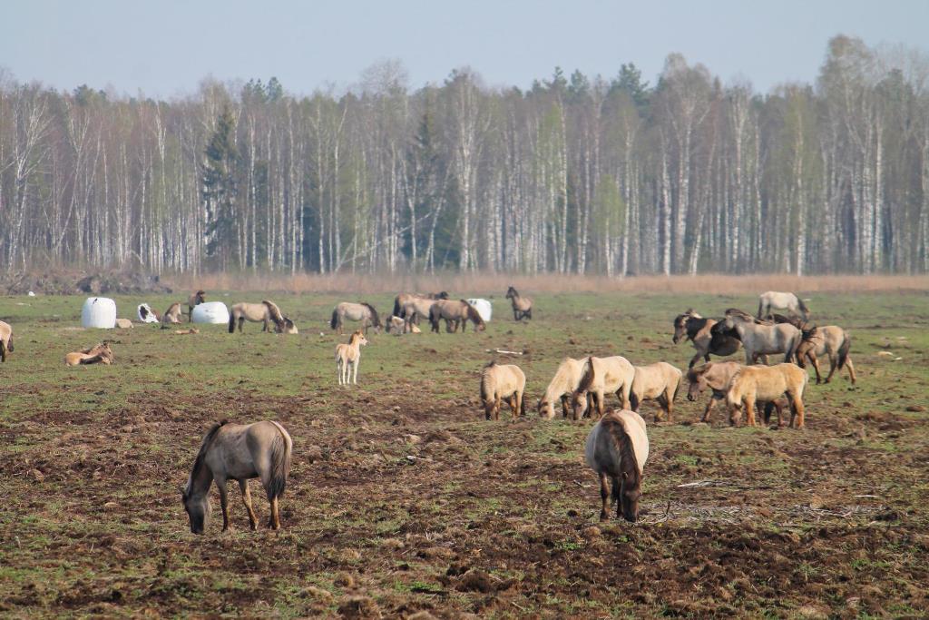 Дикие лошади в Воложинском районе: где увидеть потомков тарпанов