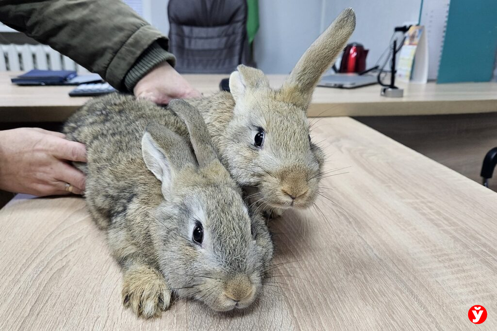 Где спасают животных и предотвращают эпидемии — закулисье райветстанции Мядельщины