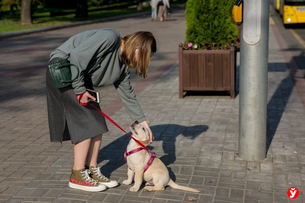 Короткий поводок и обязательная уборка — какие изменения готовят для владельцев собак