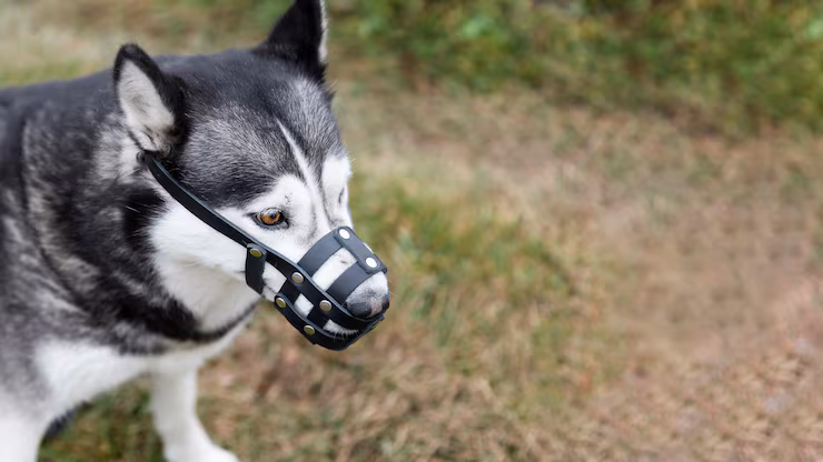 Собаки в подъезде должны быть в наморднике — комментарий адвоката