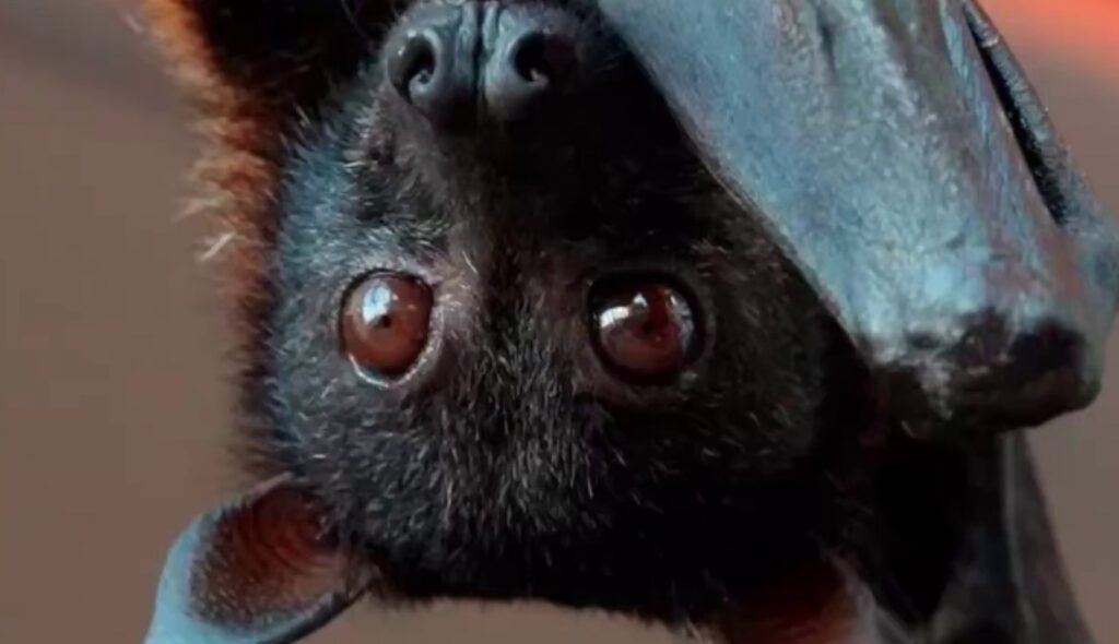 В Солигорске на балконе квартиры обнаружили летучих мышей