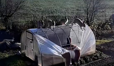 Зайцы в Минской области, спасение попугая и безбилетный пассажир — подборка видео от нейросети