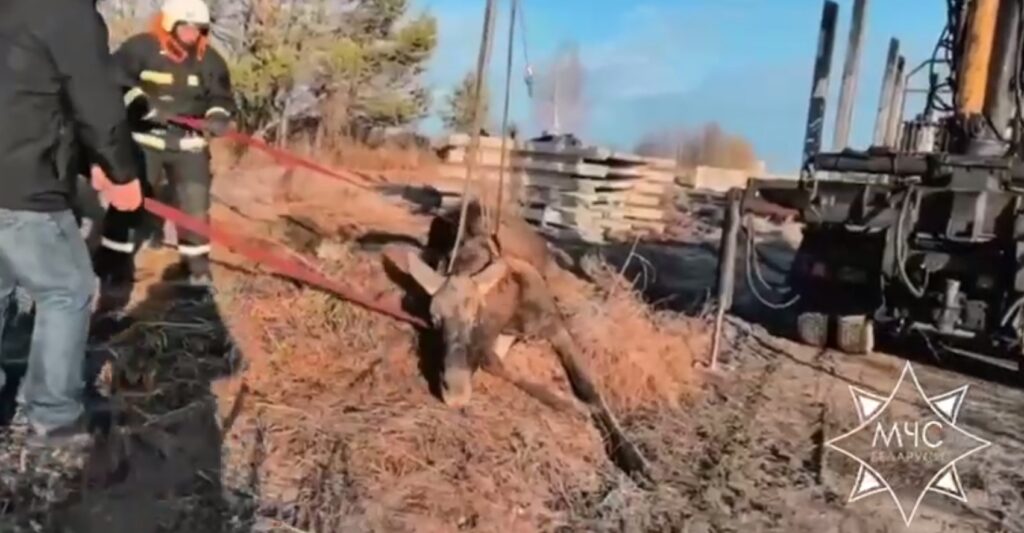 В Могилевском районе спасатели вытащили из колодца лося