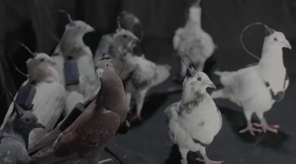 В России создали первых в мире голубей-биодронов
