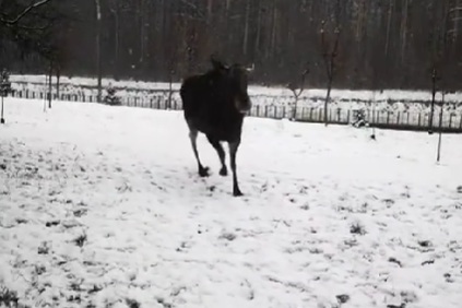 Лось чуть не сбил женщину возле одной из улиц Минска