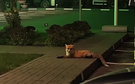 Новая Жужа? В сети набирает популярность ролик с лисой, которая уже год приходит на заправку