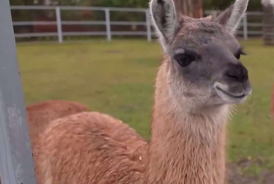 Хурма, цитрусовые и мясо: чем кормят обитателей Минского зоопарка в зимнее время