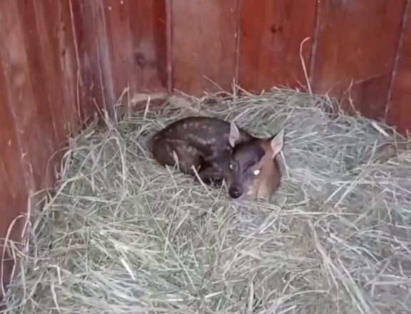 В Гродненском зоопарке у китайских мунтжаков родился малыш — как назвали