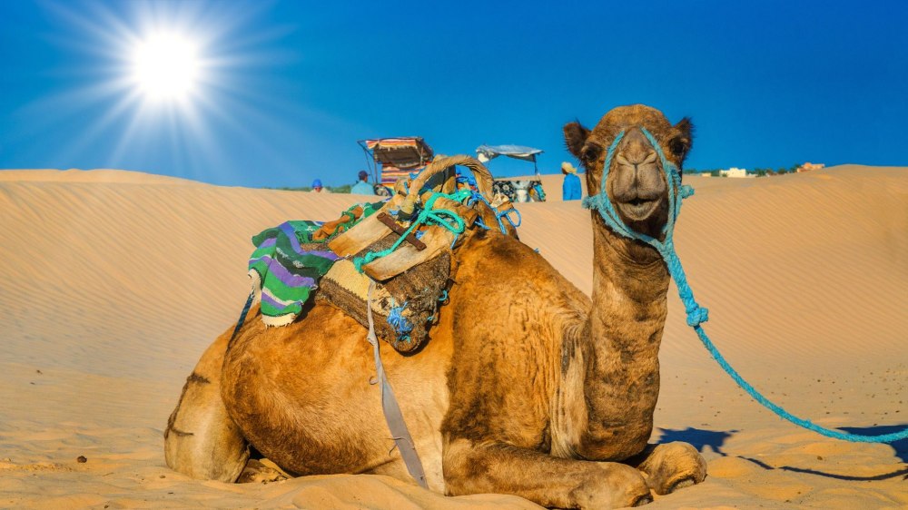 Белорусы полетят в Тунис. Рассказываем про нюансы путешествия на север Африки