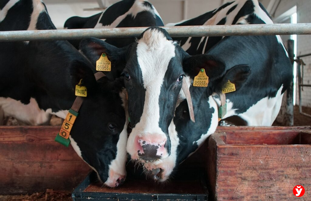 Точность до сантиметра: как GPS и дроны повышают урожайность в «ПИК-Лесное»