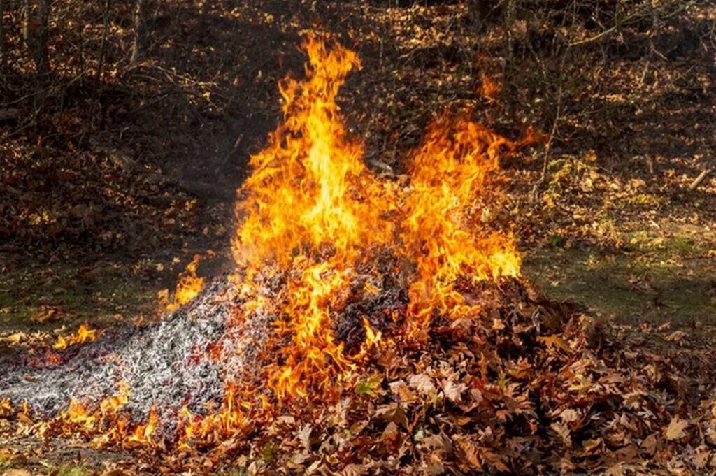 Белорусам рассказали, как правильно сжигать листву и не нарваться на штраф