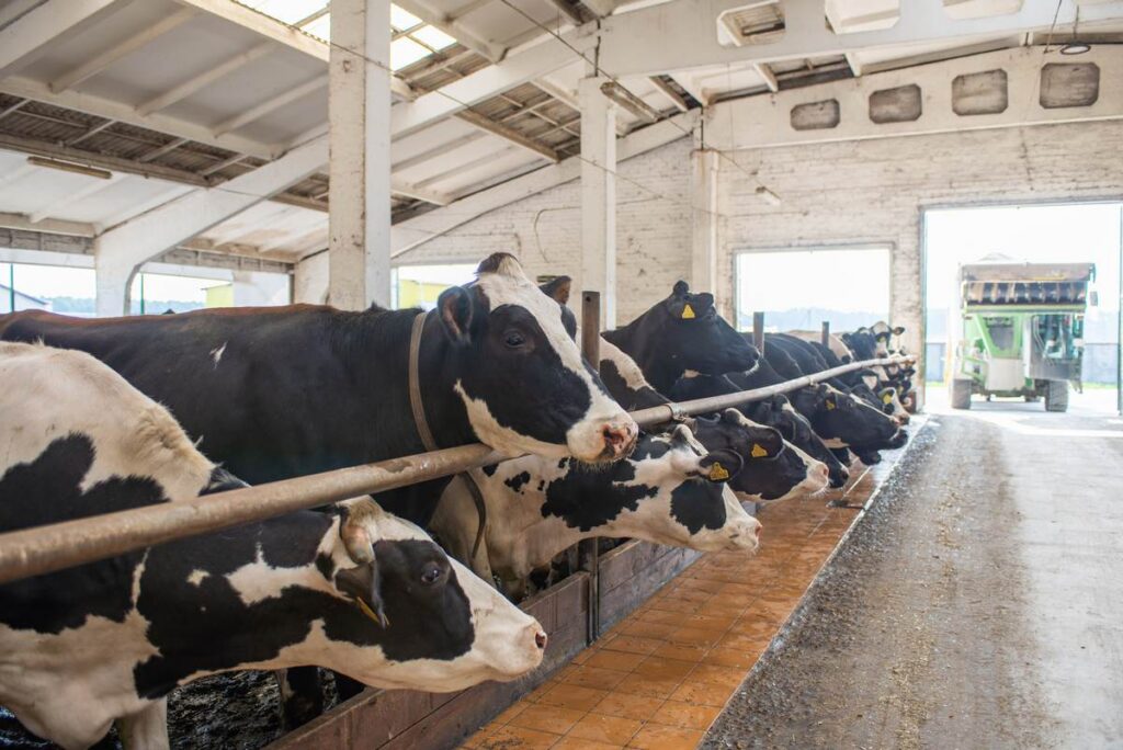 Как на сложных землях получить мощный результат, знают в «Парохонском»