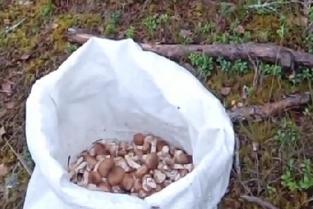 Белоруска собрала гигантское количество опят в Борисовском районе — с трудом их унесла