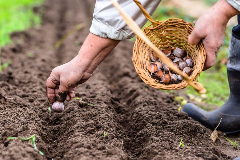 Что посадить в ноябре, чтобы собрать урожай раньше всех? Топ‑5 проверенных вариантов