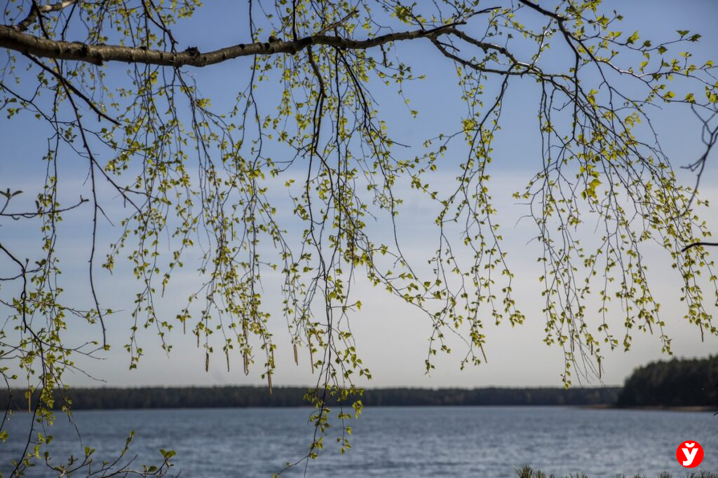 В Беларуси появится новый суперсанаторий — рассказываем где