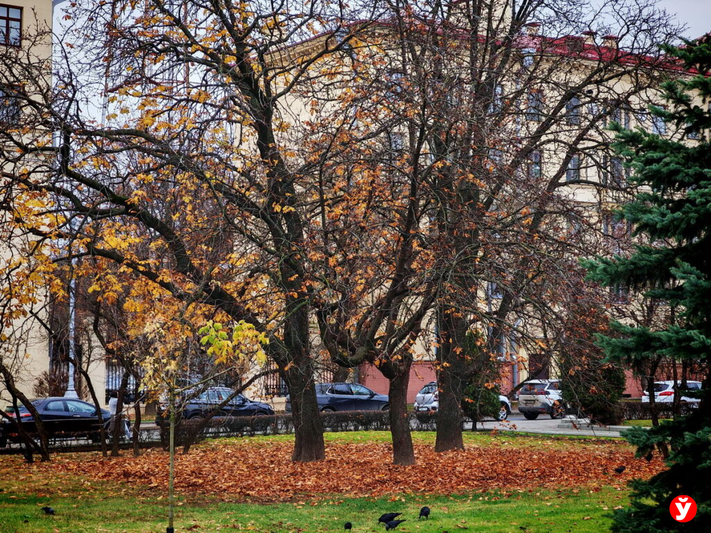 Ночью до минус 8: в воскресенье в Беларусь придут осадки и гололедица
