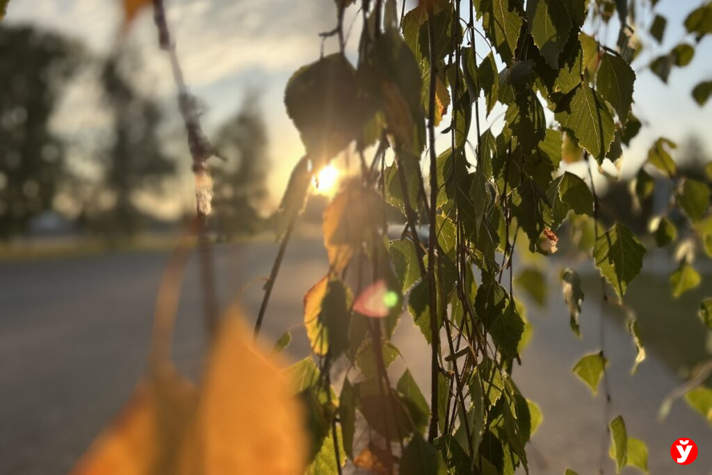 В Беларуси ноябрь удивит аномальным теплом: какой будет погода на следующей неделе