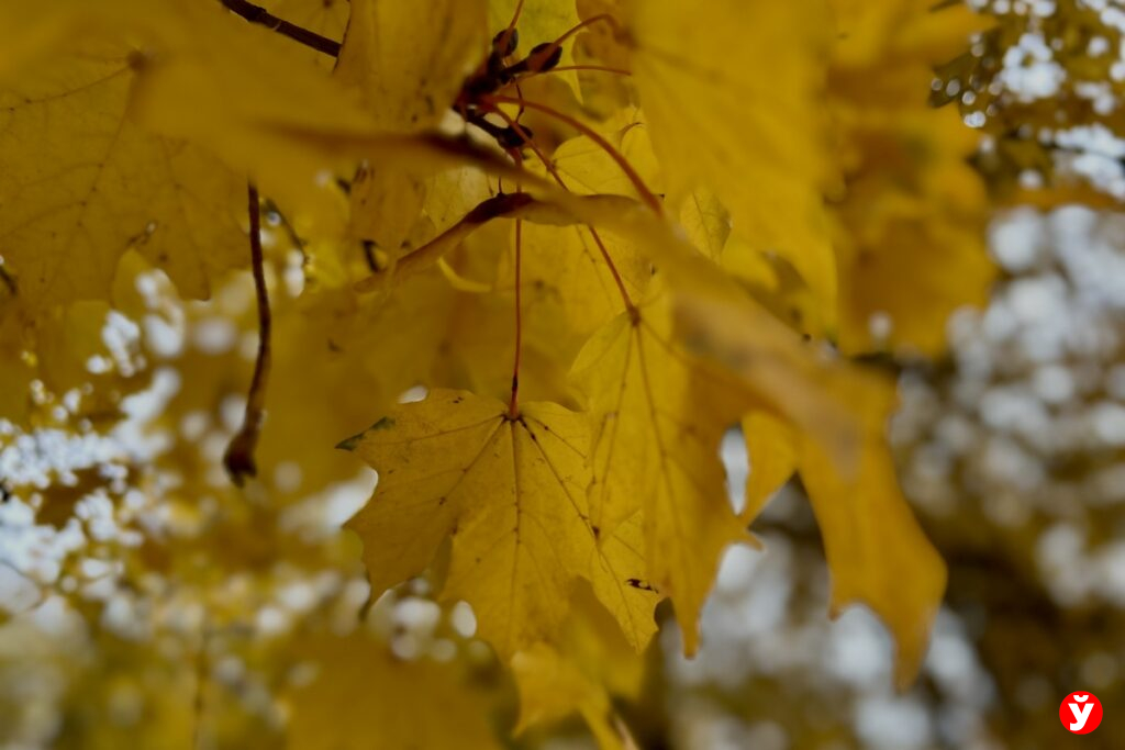 В Беларусь в воскресенье ненадолго вернется осеннее тепло