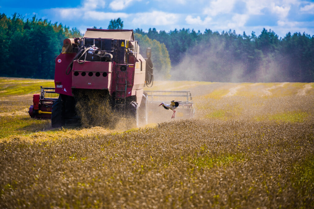 Можно ли вырастить подсолнечник в белорусском климате — реальный опыт агронома