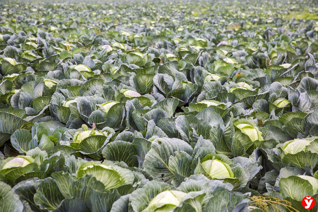 Картошка будет дешевле свёклы: известны цены на овощи и фрукты зимой