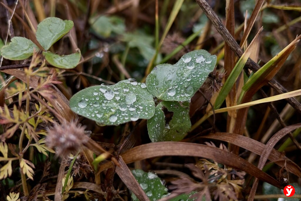 Мокрый снег и гололедица — синоптики дали прогноз на среду