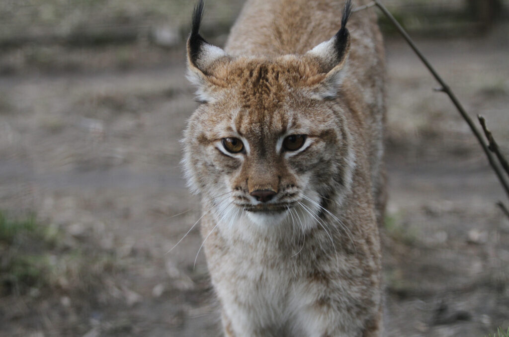Где в Беларуси можно встретить рысь — в трех регионах она уже не редкость