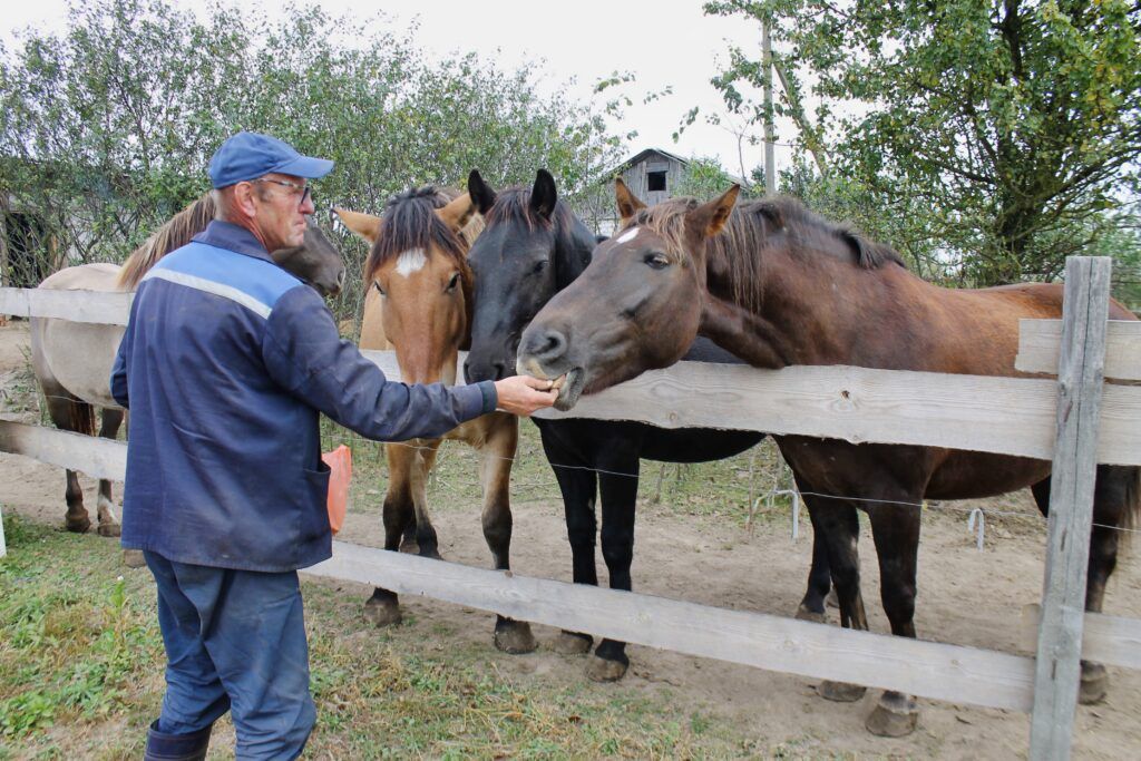 Педикюр по расписанию, сено по графику: две девушки в Смолевичском районе купили лошадей для души
