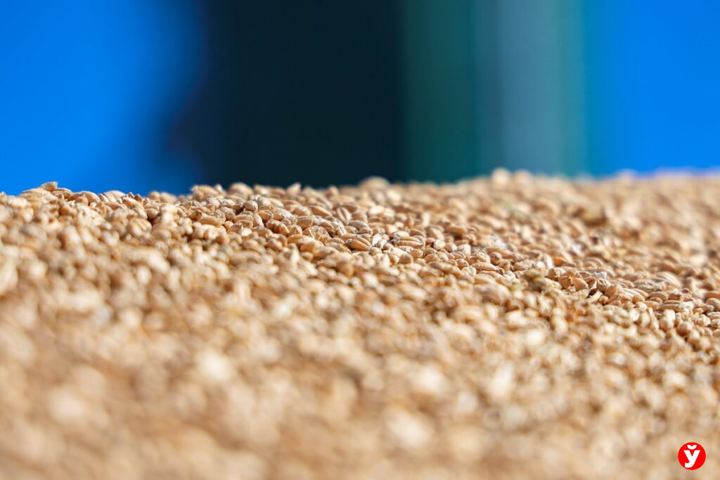 Лукашенко призвал поддерживать сельхозпроизводителей: «На селе все играют на одном поле»