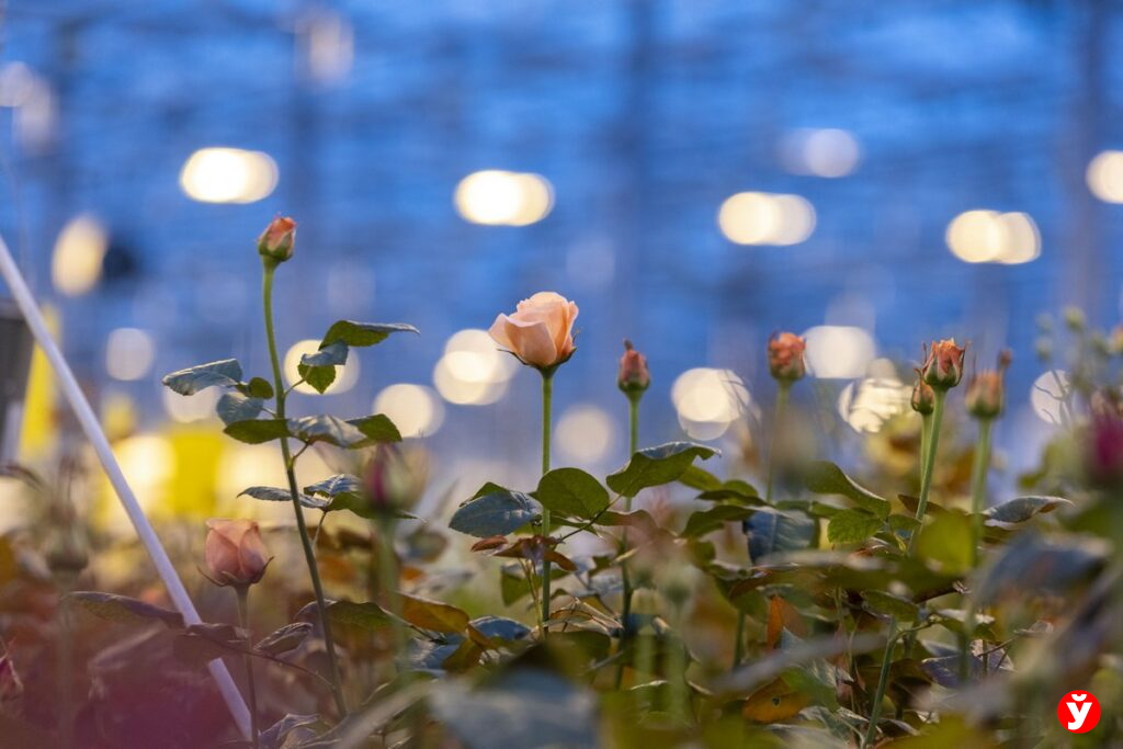 Где берут розы и молоко «как у бабушки»? Сходили в гости на агрокомбинат «Ждановичи»