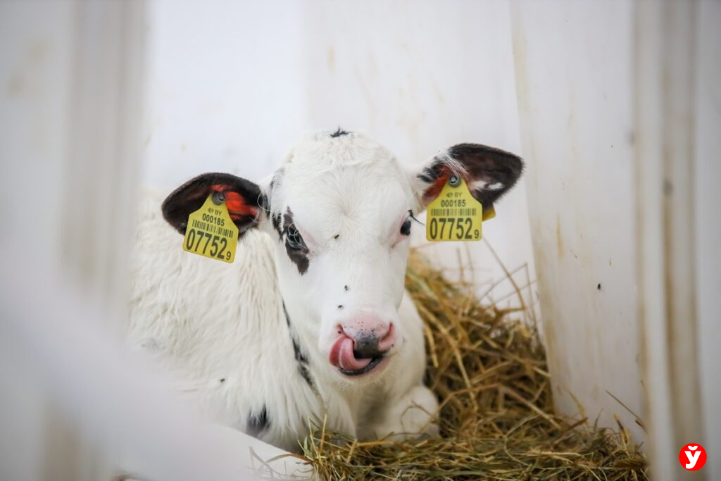 «Главное – не лениться»: как живет и работает агрохозяйство «Профитагро-БЕЛ»