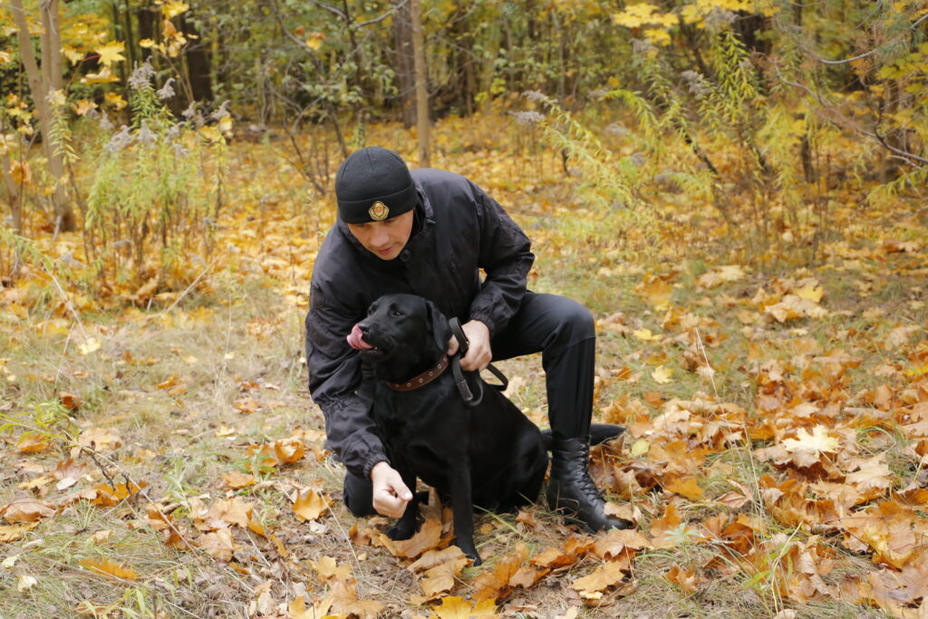 Герой без слов: лабрадор Дарк спас 63 человека и теперь претендует на международный «Лохматый Оскар»
