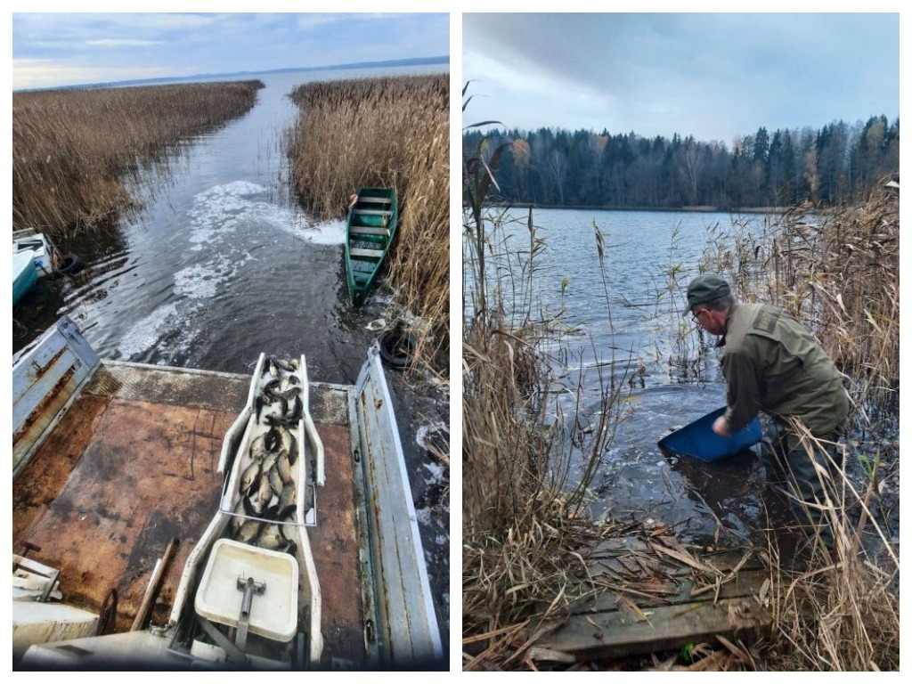 Рыбалка на Нарочи станет богаче: в Свирь, Вишневское, Кузьмичи и Лотвины выпустили 3600 кг карпа