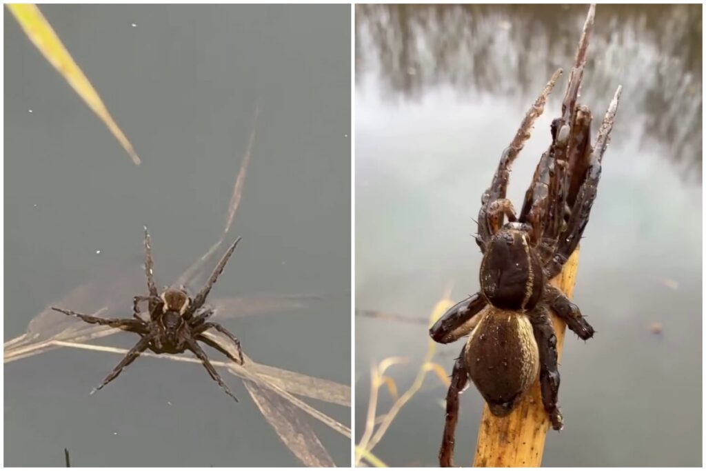 «Какое-то чудовище плывет!»: видео с огромным пауком под Солигорском взбудоражило соцсети