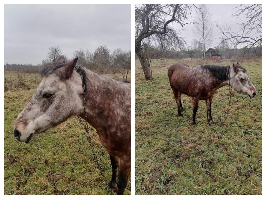 Необычный лот: в Витебской области на аукцион выставили… лошадь