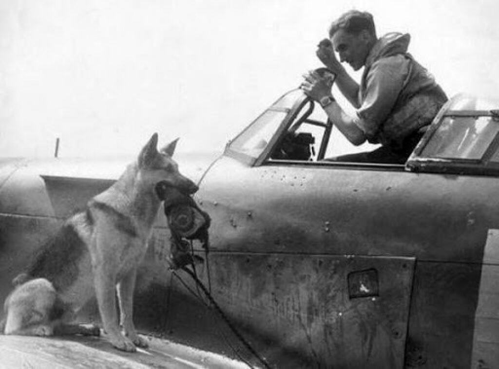 Четвероногие герои войны: как собаки сражались на фронтах Великой Отечественной