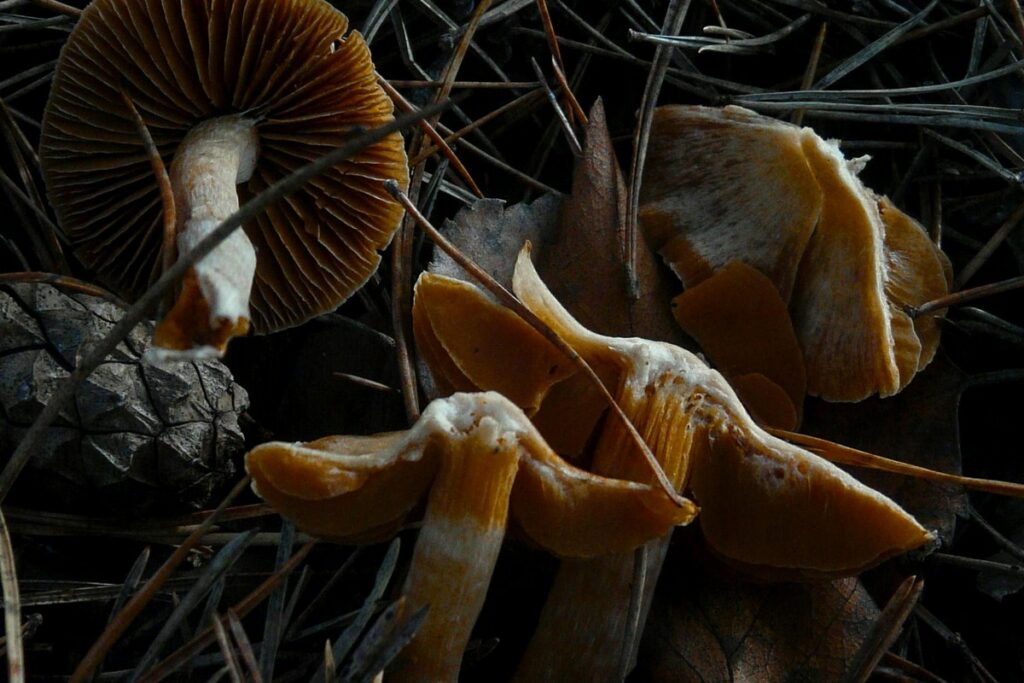 Радиоактивные грибы в Беларуси: где опасно собирать и как проверить продукты