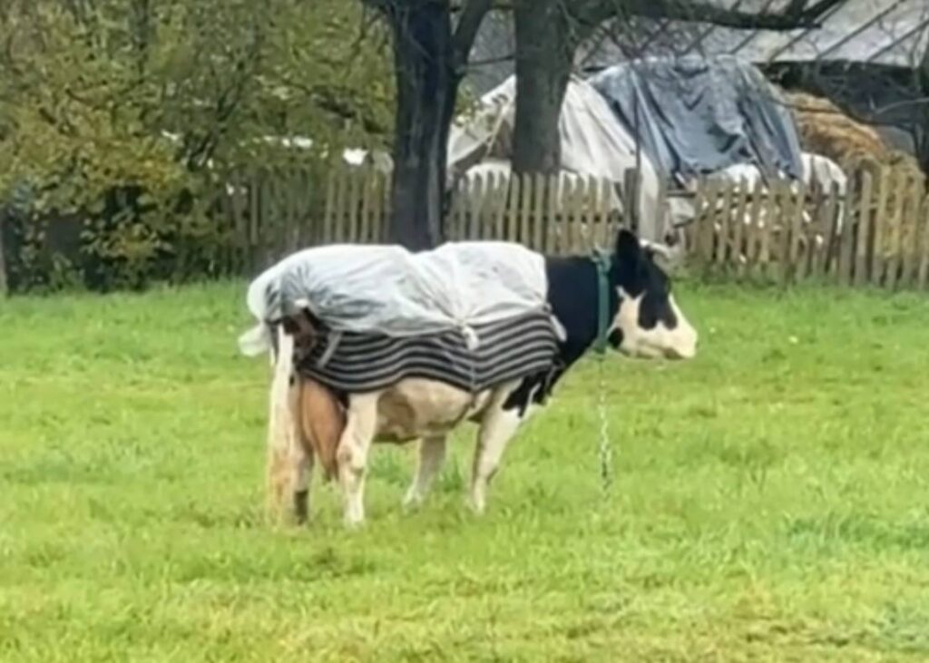 Белорусы защитили свою корову от дождя самодельным плащом и покорили сеть