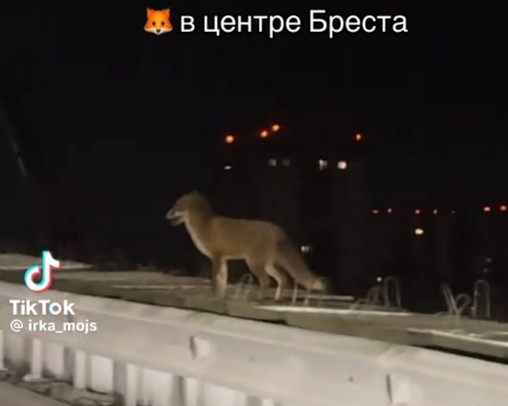 Жители Бреста заметили лису в центре города — пользователи в шоке