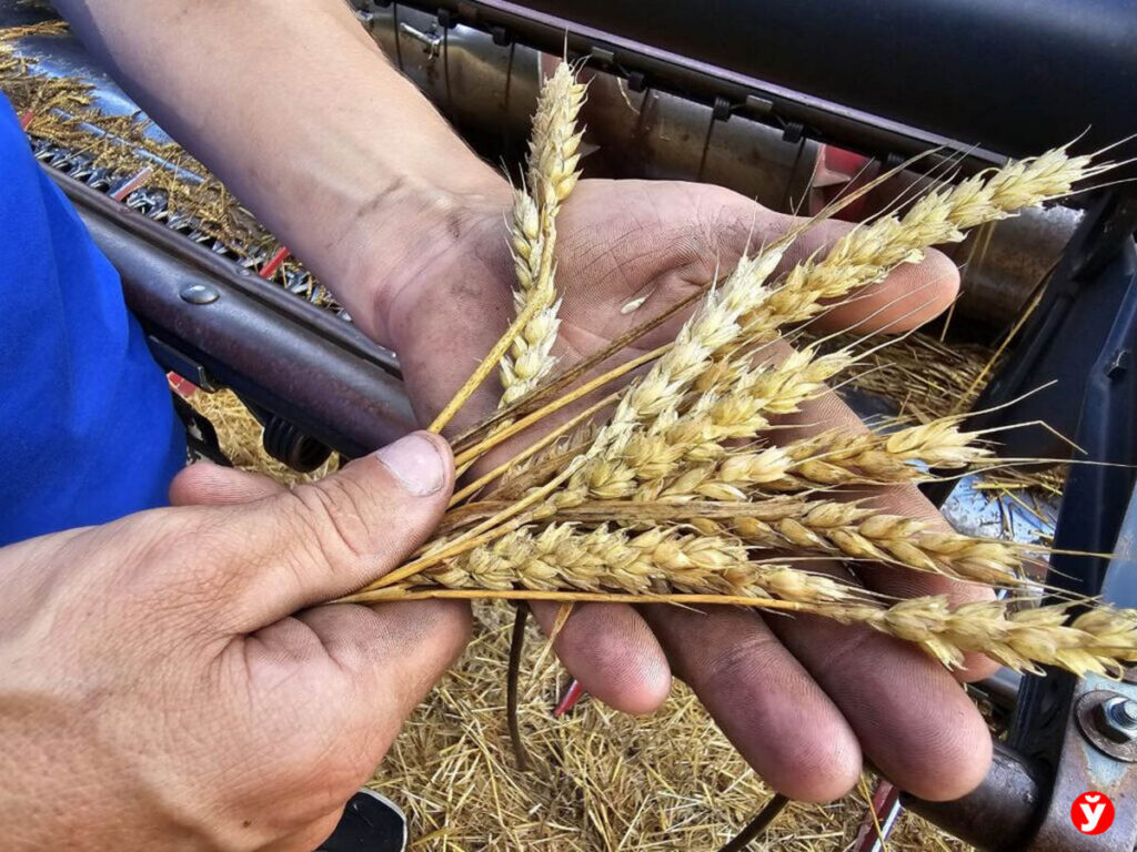 Азарёнок — о крестьянской правде и коварстве мировых лжецов