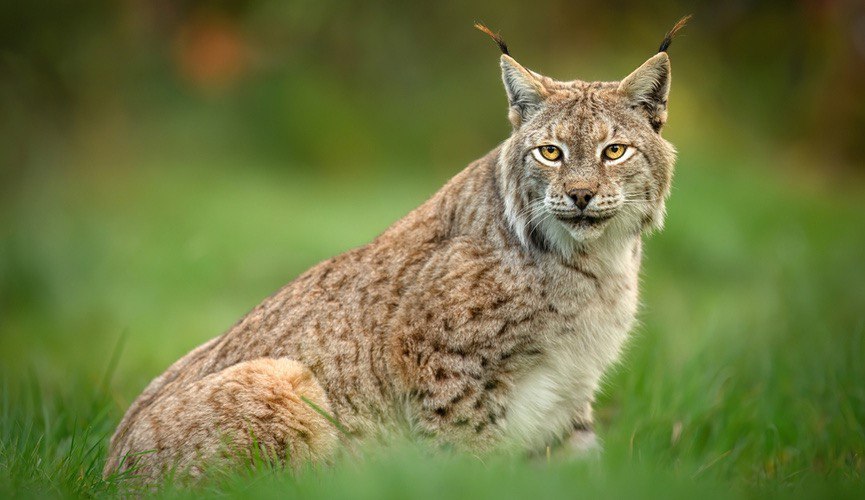 В Витебской области впервые за 40 лет добыли рысь