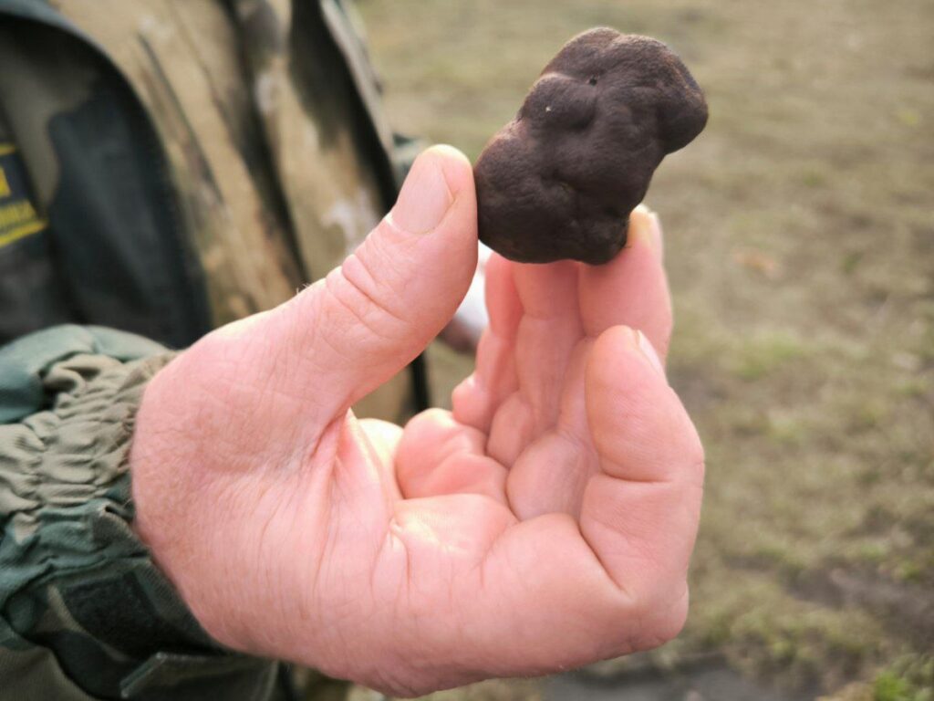 Черные трюфели нашли в лесах Саратовской области России