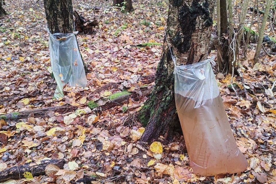 Березовый сок собирали в ноябре браконьеры в Дзержинском районе — найдены десятки мешков