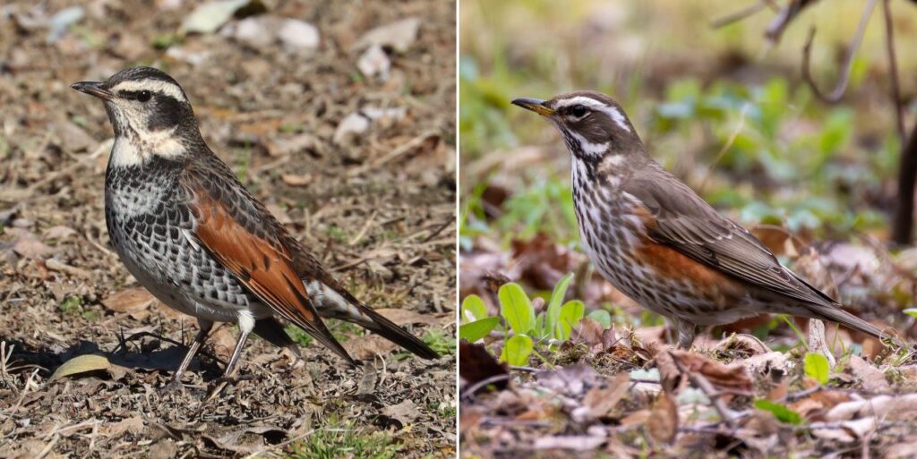 В белорусских лесах заметили редкую птицу, которую раньше не видели в стране