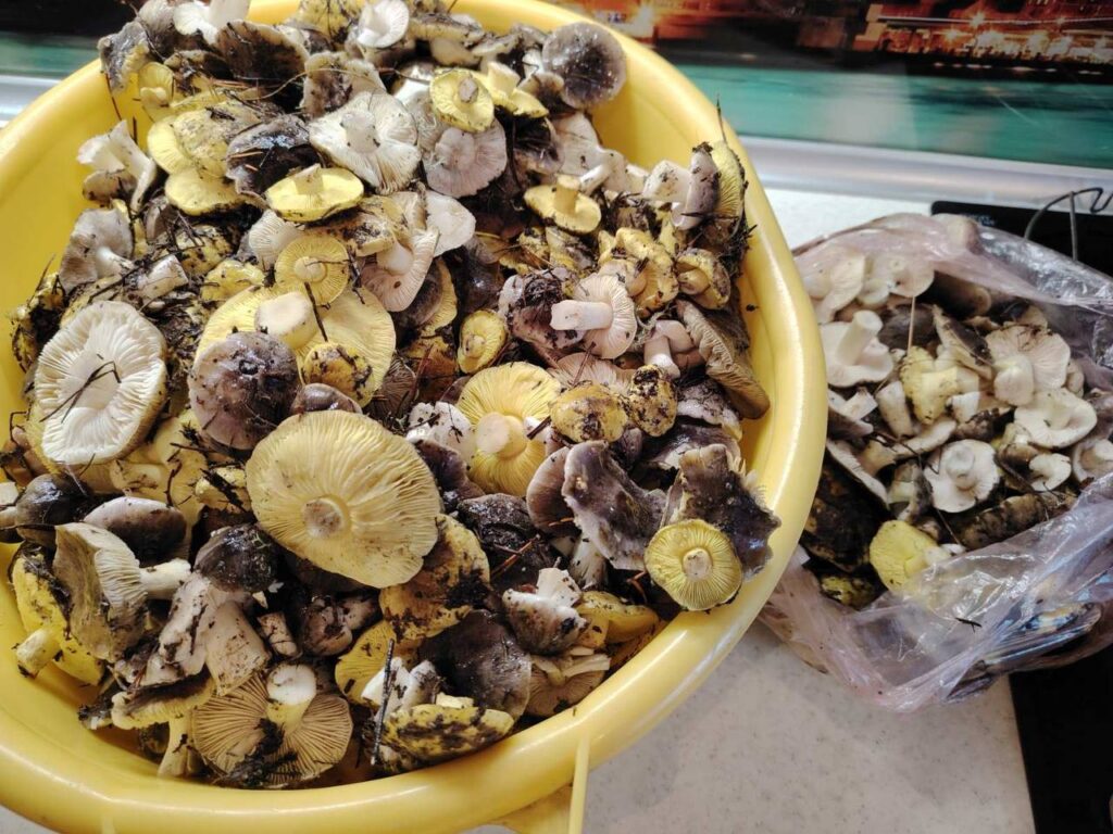 В Любанском районе — грибной бум: местные жители возвращаются из леса с полными корзинами